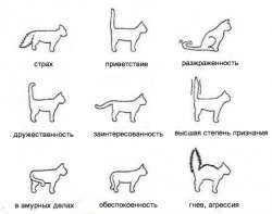 Как понять кошку, или кошачий язык?