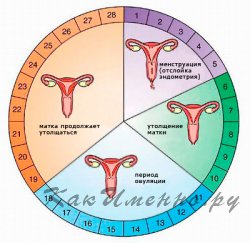 Как считать цикл месячных?