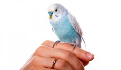 Как приучить попугая к рукам? Как приучить попугая к рукам?
