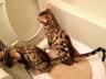 Как приучить котенка к унитазу?