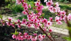 Как вырастить персик из косточки?