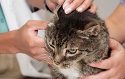 Как чистить уши кошке?